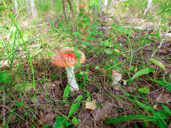 Obraz red mushroom in the forest
