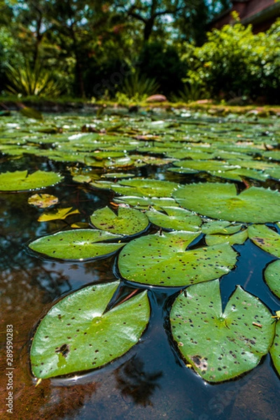 Obraz water lily in pond