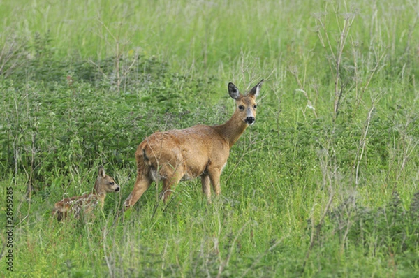 Obraz Roe doe with fawn