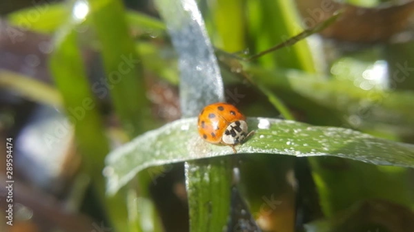 Obraz ladybird on leaf
