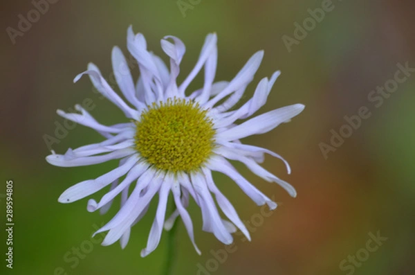 Fototapeta alpine flower
