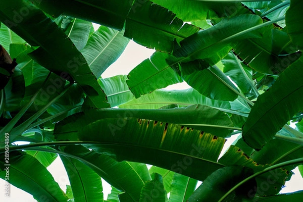 Fototapeta Banana green leaves pattern