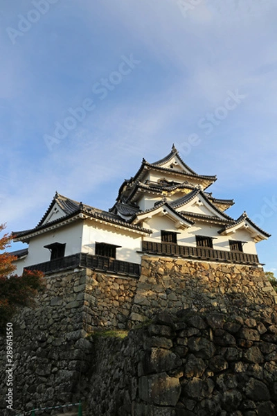 Fototapeta 晩秋の彦根城