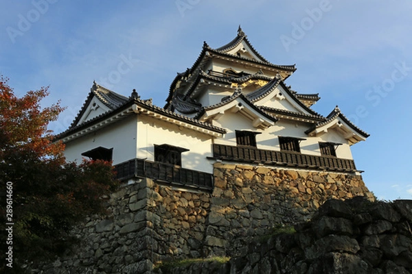 Fototapeta 晩秋の彦根城