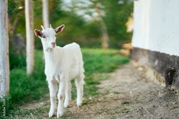 Obraz goat on the farm