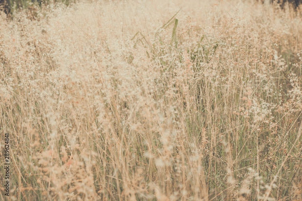 Obraz plants  wildflowers