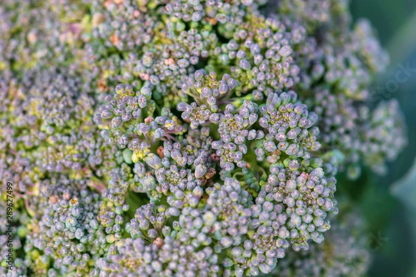 Fototapeta Broccoli cabbage in the garden