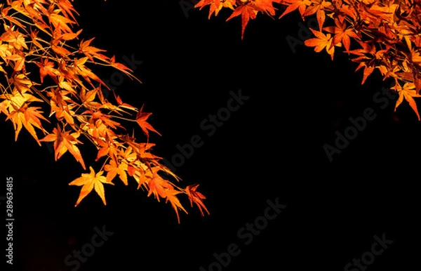 Fototapeta 紅葉ライトアップ