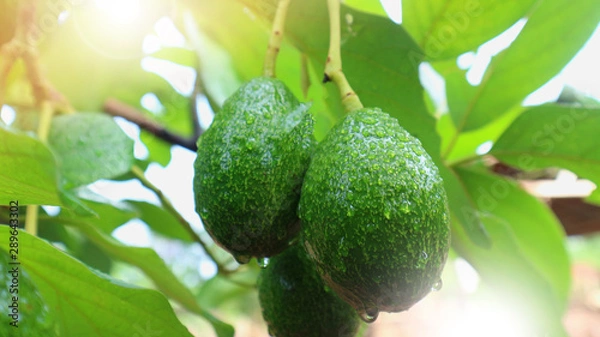 Fototapeta Avocado varieties Hass the meat is delicious.