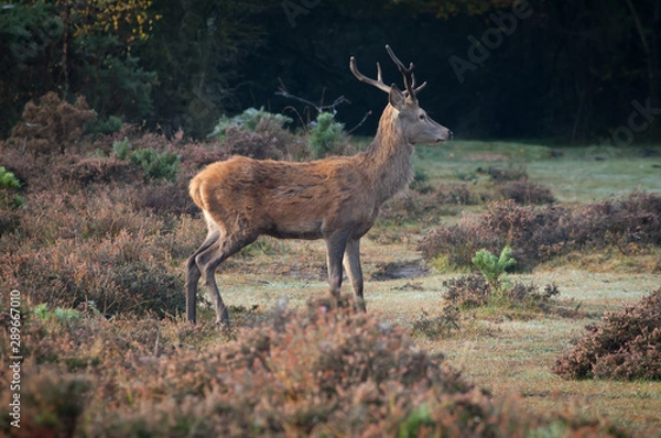 Obraz Red Deer 1