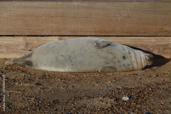 Obraz Sleepy grey seal