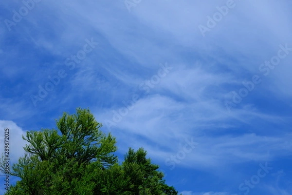 Fototapeta 青空と木々