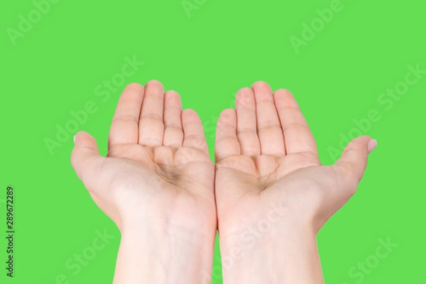 Fototapeta Closeup point of view image of two female opened cupped hand in gesture as if holding something virtual or invisible or asking something. Beautiful 2 female hands isolated on green background.