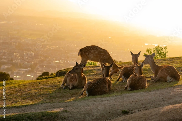 Obraz 若草山夕景