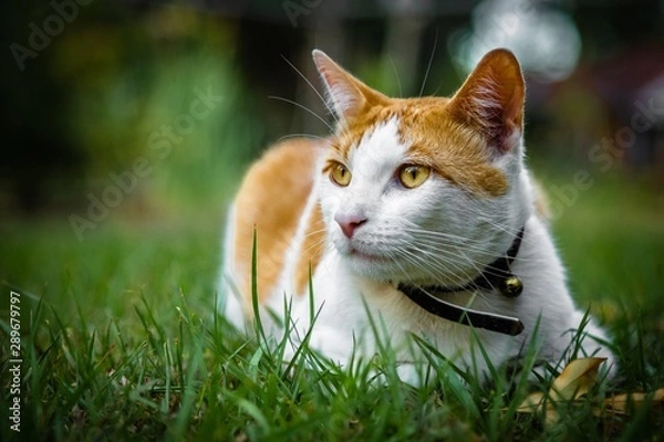 Obraz Cat sitting on the grass 