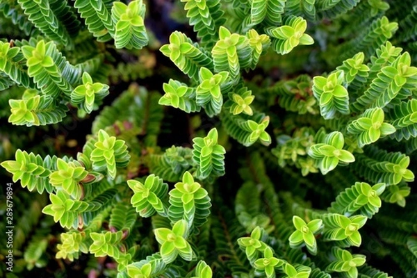 Obraz Grüne Pflanze