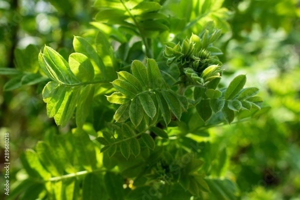 Obraz Grüne Pflanze