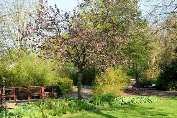 Obraz Baum im Frühling