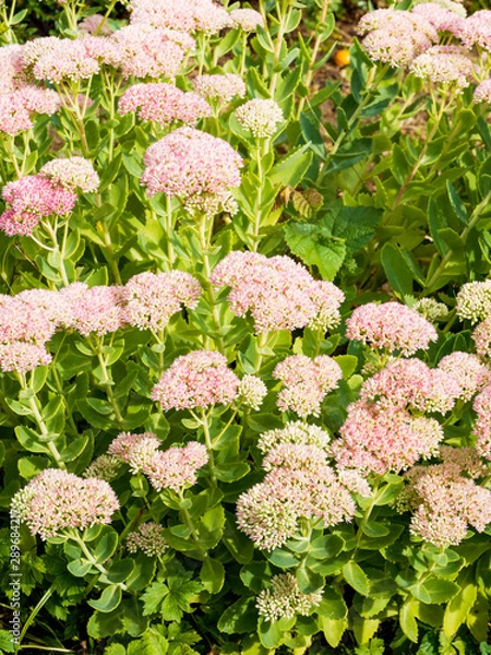 Fototapeta Hylotelephium spectabile - Sédum remarquable ou orpin d'automne aux fleurs étoilées blanches ou rose clair en été