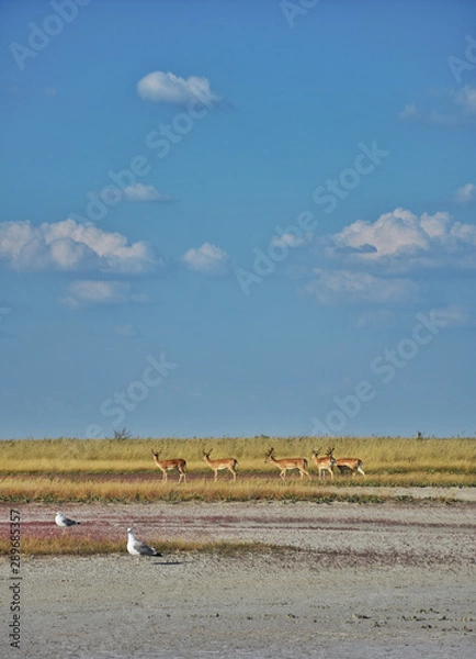 Obraz the wild nature