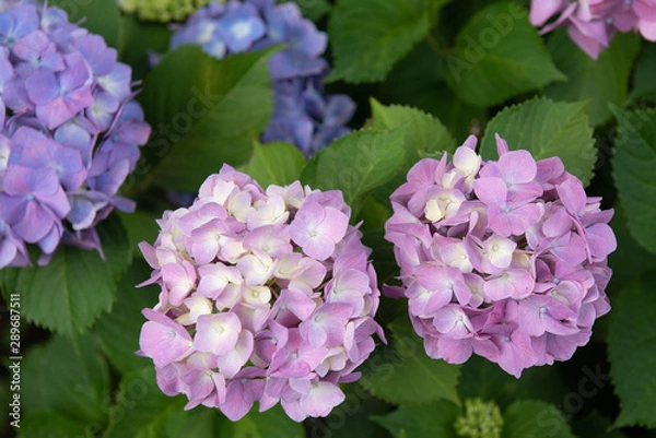 Fototapeta アジサイ