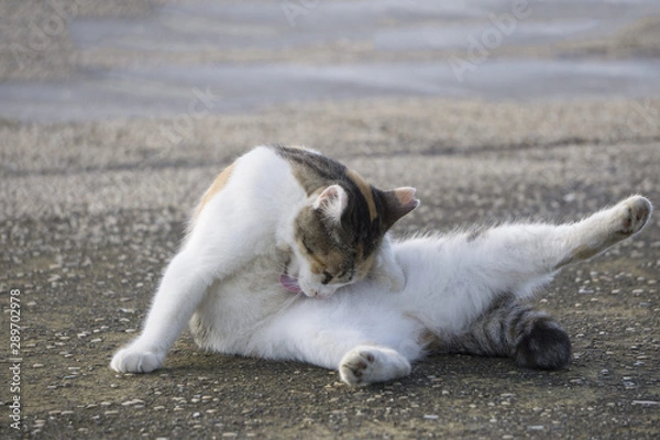 Fototapeta 毛づくろい 野良猫 