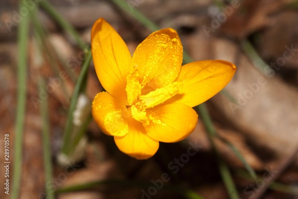 Fototapeta botanical