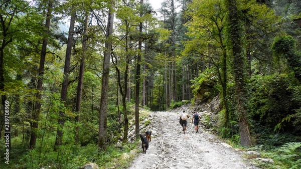 Obraz path in forest