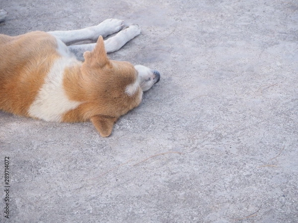 Fototapeta The dog was lying face down on the cement floor.