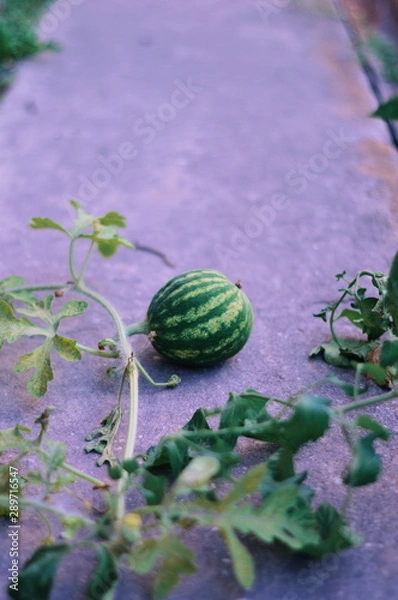 Fototapeta easter egg in grass