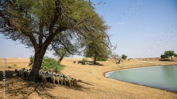 Obraz tree on the beach