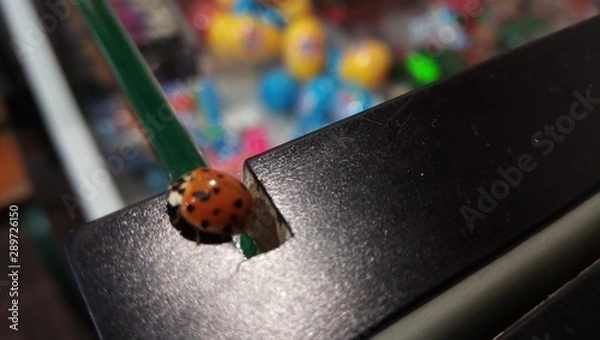 Obraz ladybug on a white background