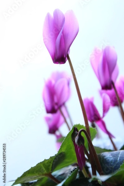 Fototapeta シクラメン　赤