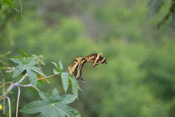 Obraz Casal de borboletas
