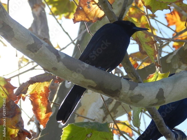 Obraz bird on branch