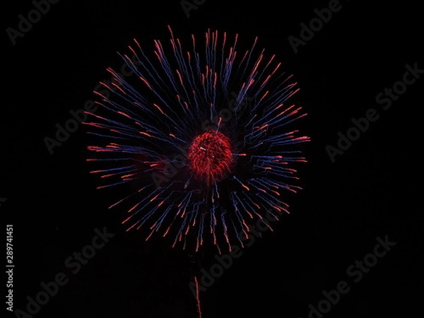 Obraz fireworks in the sky