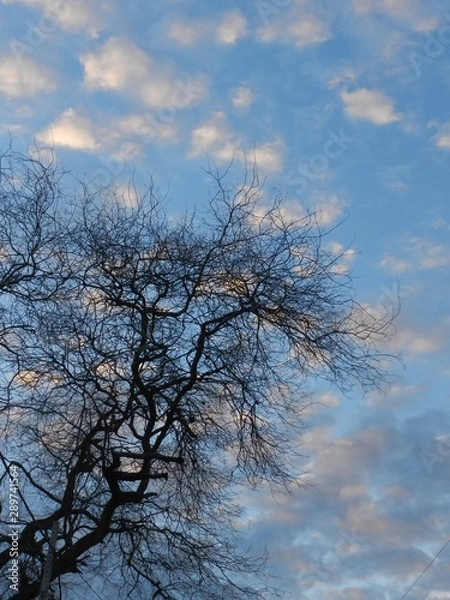 Obraz Tree on Blue sky with pink clouds