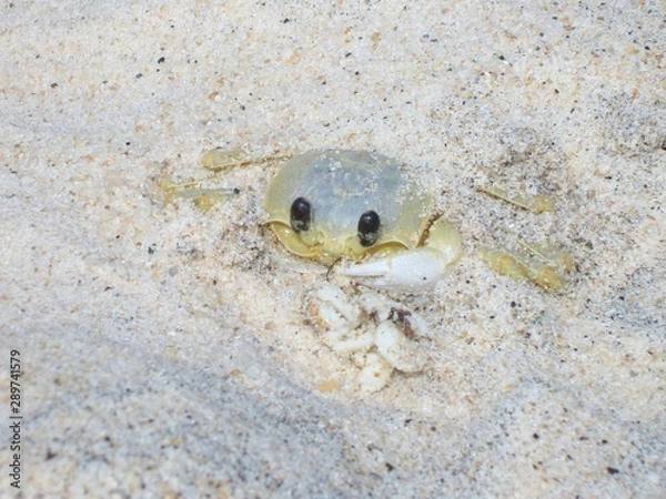 Obraz crab on beach