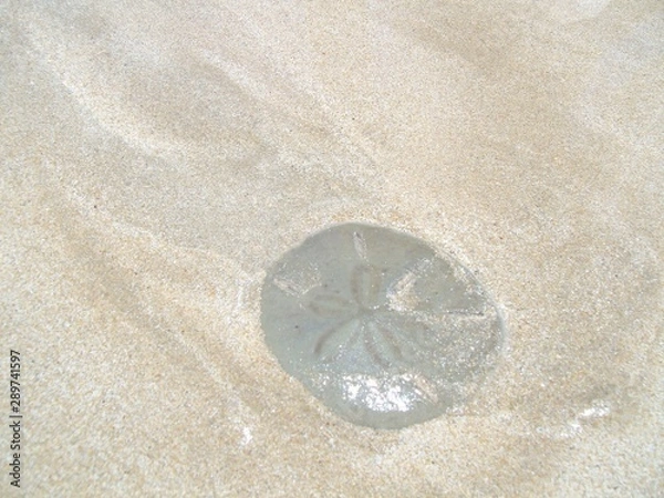 Obraz starfish on sand