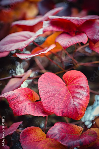 Obraz Red leaves close up