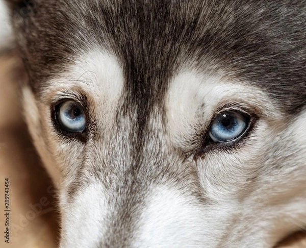 Obraz blue husky eyes