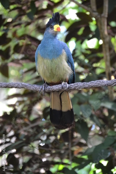 Obraz bird on a branch