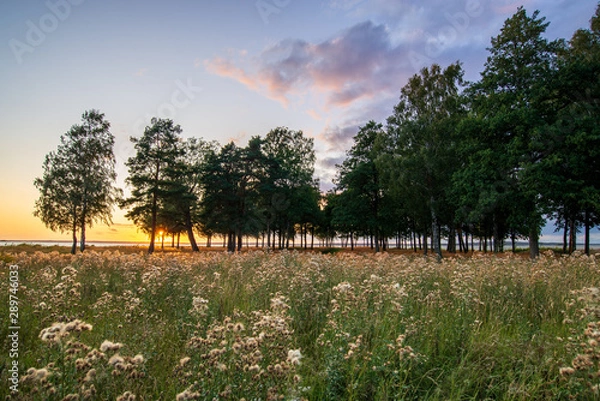 Fototapeta Park at susnet