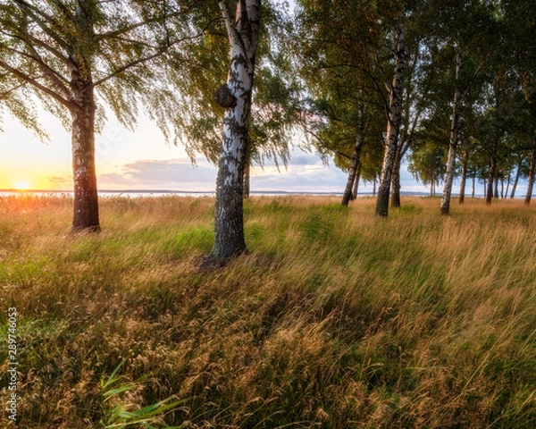 Fototapeta Park, sunset, wind, birch tree