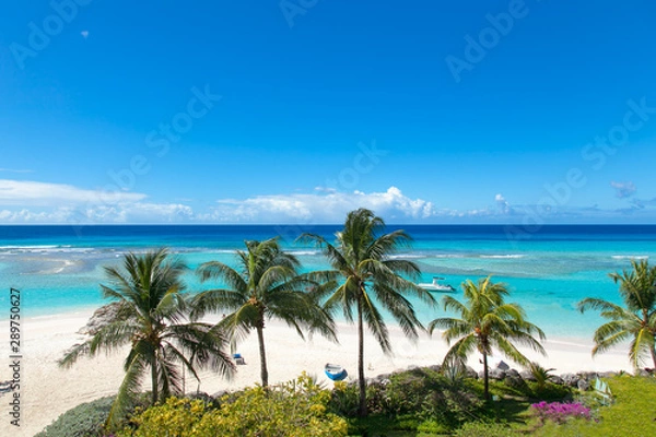 Fototapeta Worthing plaża z palmami Barbados w słoneczny dzień.