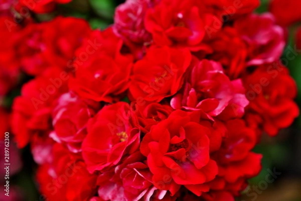 Fototapeta 赤いバラ