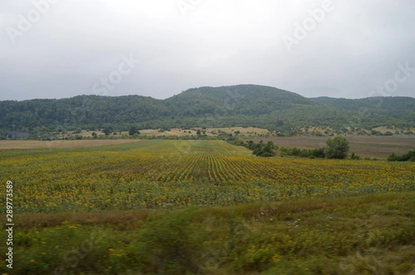 Obraz Fields of Sunflowers