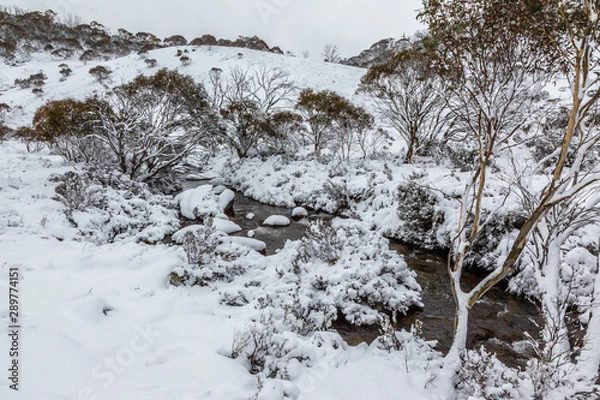 Fototapeta Thredbo creek