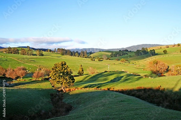 Fototapeta The fields of Scottsdale in the early morning light. Tasmania..
