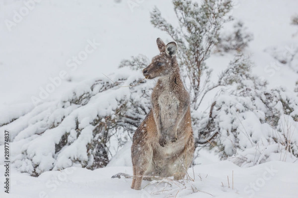 Obraz What's this white stuff